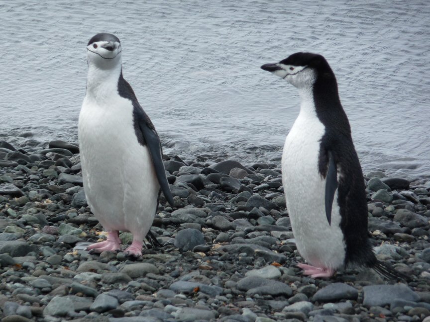 Chinstrap Penguins