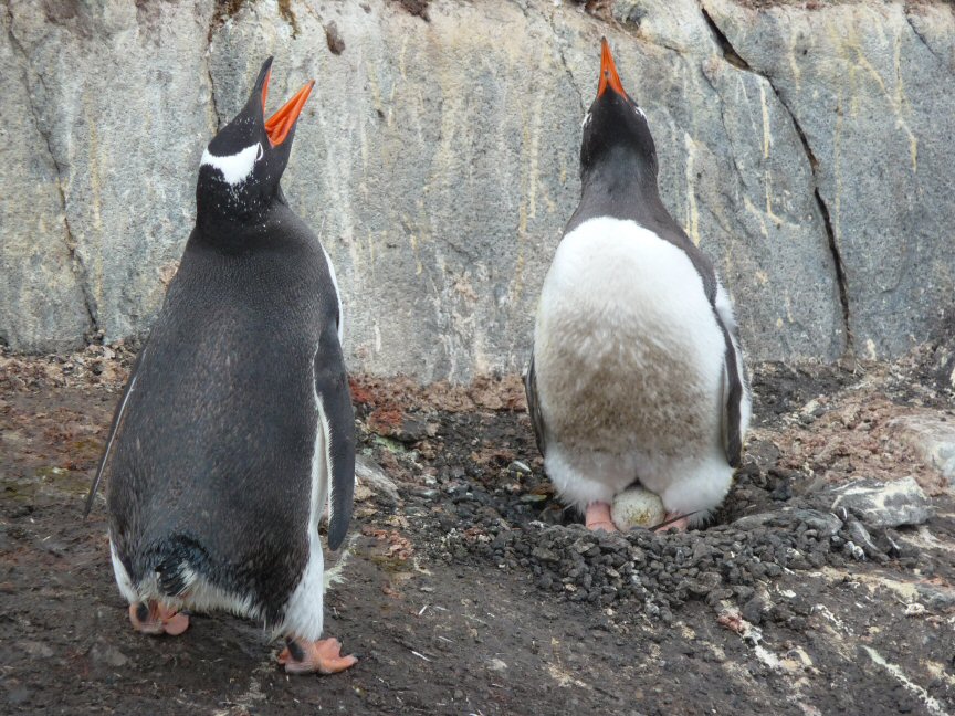 Gentoo 
      Penguins on the nest