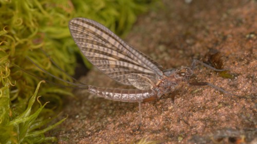 Paraleptophlebia submarginata